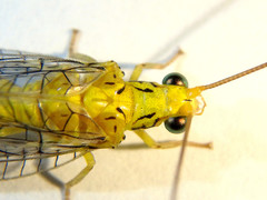 Calochrysa extranea