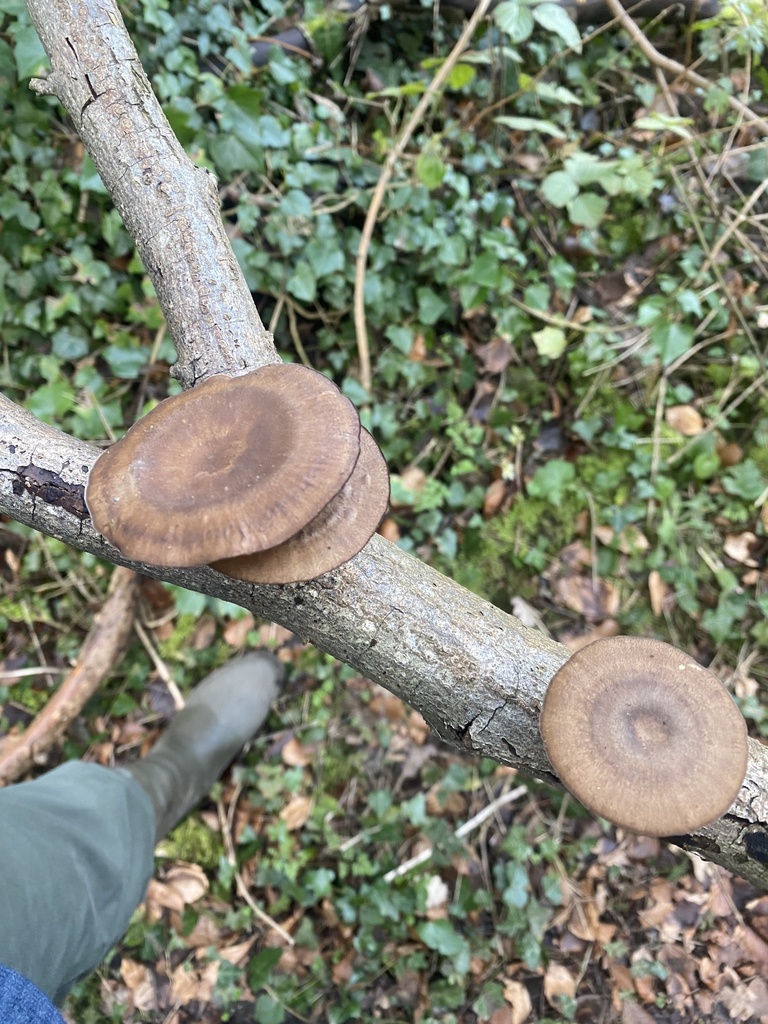 Lentinus brumalis · February 2026 · photo: © amanofcultures (iNaturalist, cc-by)