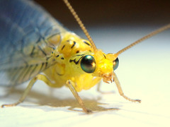 Calochrysa extranea
