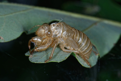 Cicada orni
