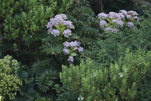 Anisotome latifolia, photograph 1