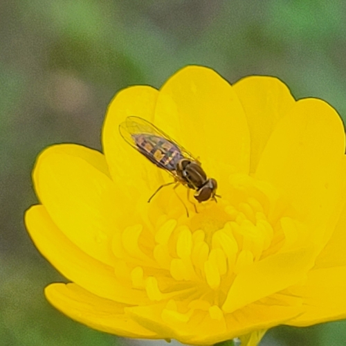 Unknown species found near Santa Clara County, US-CA, US