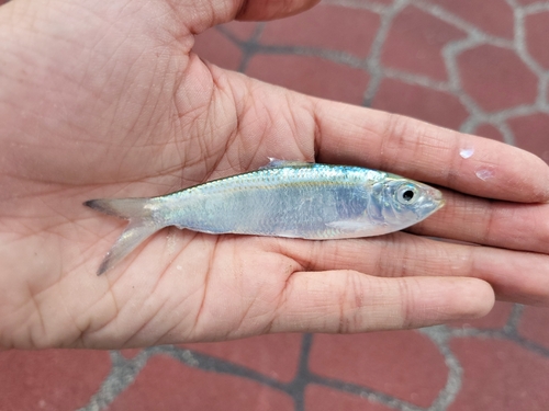 Sardinella gibbosa observed 2026-01-31