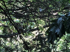 Pycnonotus zeylanicus