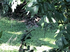 Pycnonotus zeylanicus