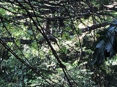 Pycnonotus zeylanicus