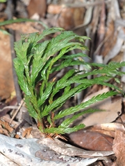 Fokienia hodginsii, photograph angryphyco, CC BY, iNaturalist via GBIF