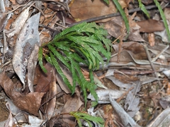 Fokienia hodginsii, photograph angryphyco, CC BY, iNaturalist via GBIF