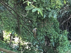 Pycnonotus zeylanicus