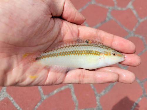 Earmuff wrasse (Halichoeres bicolor) — Labridae — 2
