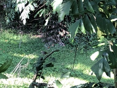 Pycnonotus zeylanicus