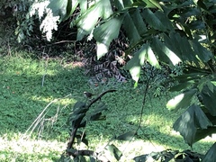 Pycnonotus zeylanicus