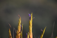 Tillandsia inopinata
