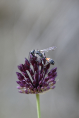 Isodontia splendidula