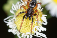 Phaeocedus braccatus