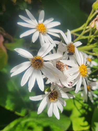 Brachyglottis hectorii, photograph 4