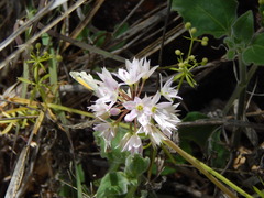 Allium macropetalum