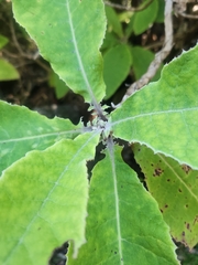 Brachyglottis hectorii, photograph author not stated, no rights reserved