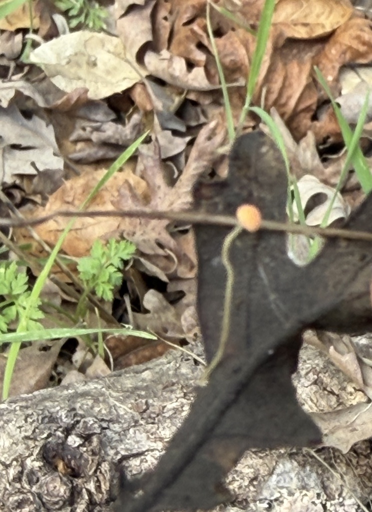 Pruinomycena acicula · February 2026 · photo: © irinamitine (iNaturalist, cc-by)
