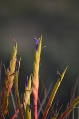 Tillandsia inopinata