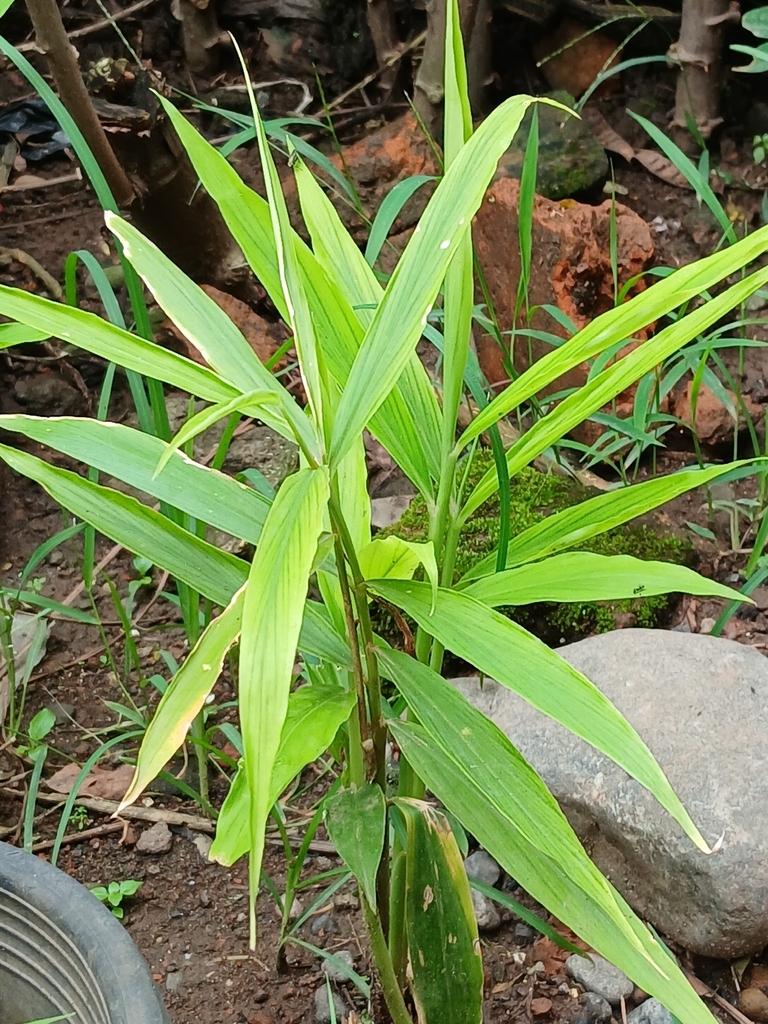 Jahe (Zingiber officinale)