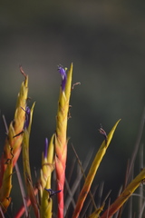 Tillandsia inopinata