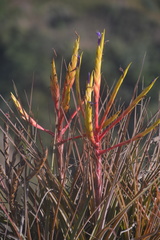 Tillandsia inopinata