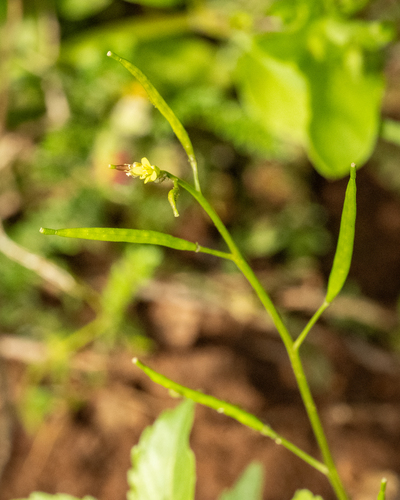 Diplotaxis viminea, 2026-02-13