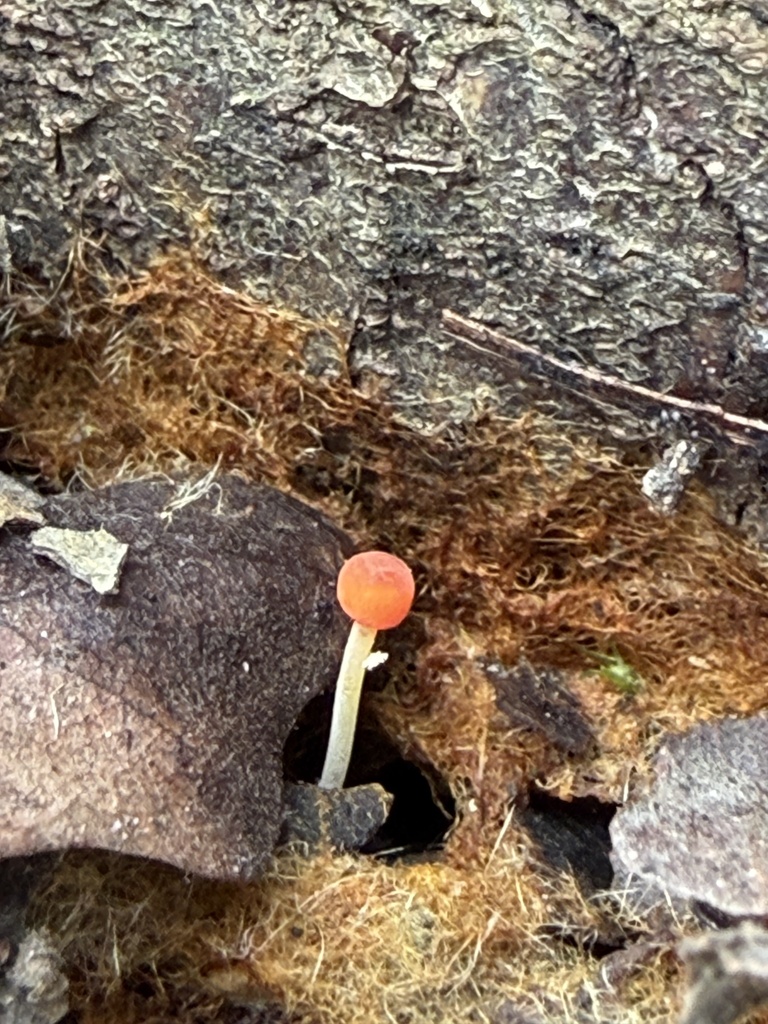 Pruinomycena acicula · February 2026 · photo: © irinamitine (iNaturalist, cc-by)