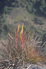 Tillandsia inopinata