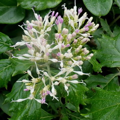 Gymnanthemum capense