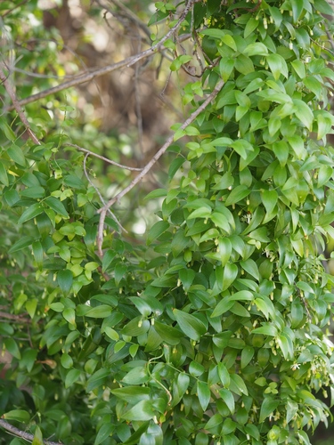 African asparagus fern (Asparagus asparagoides)