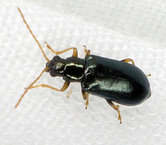 Scelolyperus
