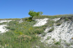 Astragalus albicaulis