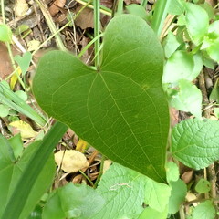 Dioscorea sylvatica sylvatica