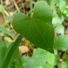 Dioscorea sylvatica sylvatica