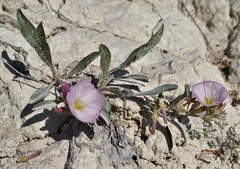Convolvulus lineatus