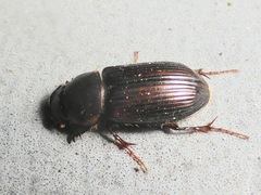 Acrossidius tasmaniae