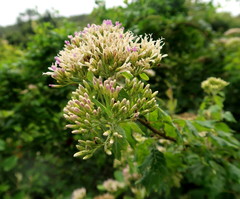 Gymnanthemum capense