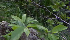 Frangula betulifolia