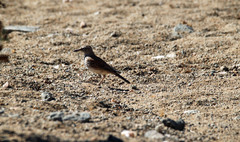 Certhilauda subcoronata