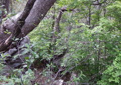 Frangula betulifolia