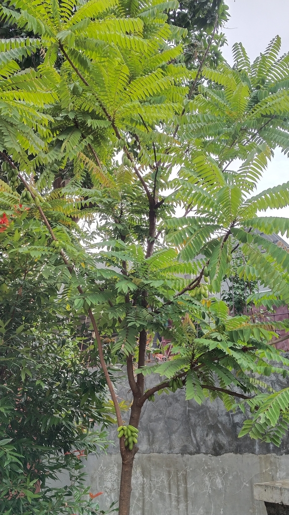 Belimbing Sayur (Averrhoa bilimbi)