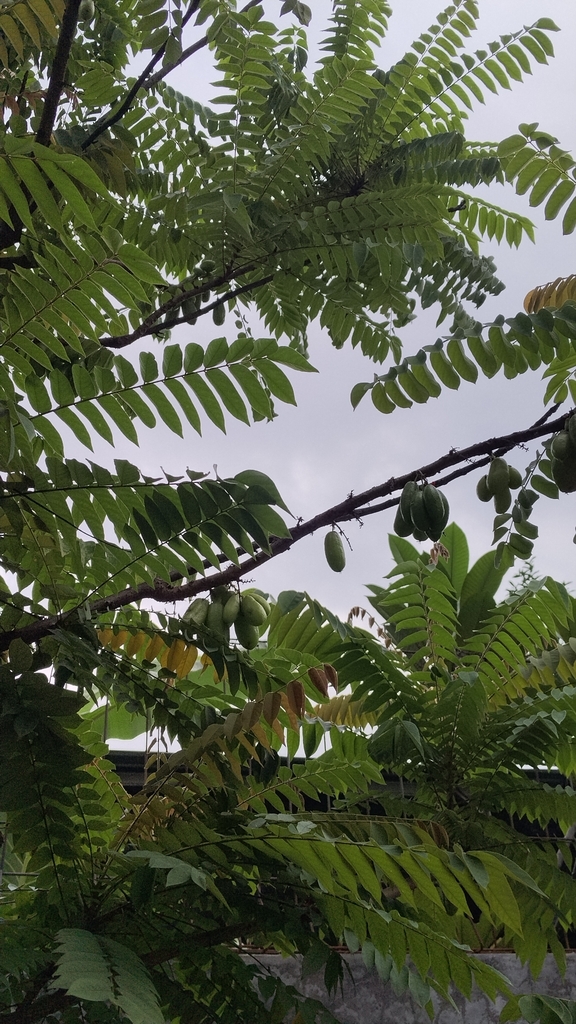 Belimbing Sayur (Averrhoa bilimbi)