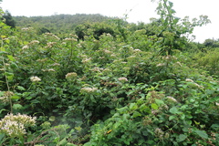 Gymnanthemum capense