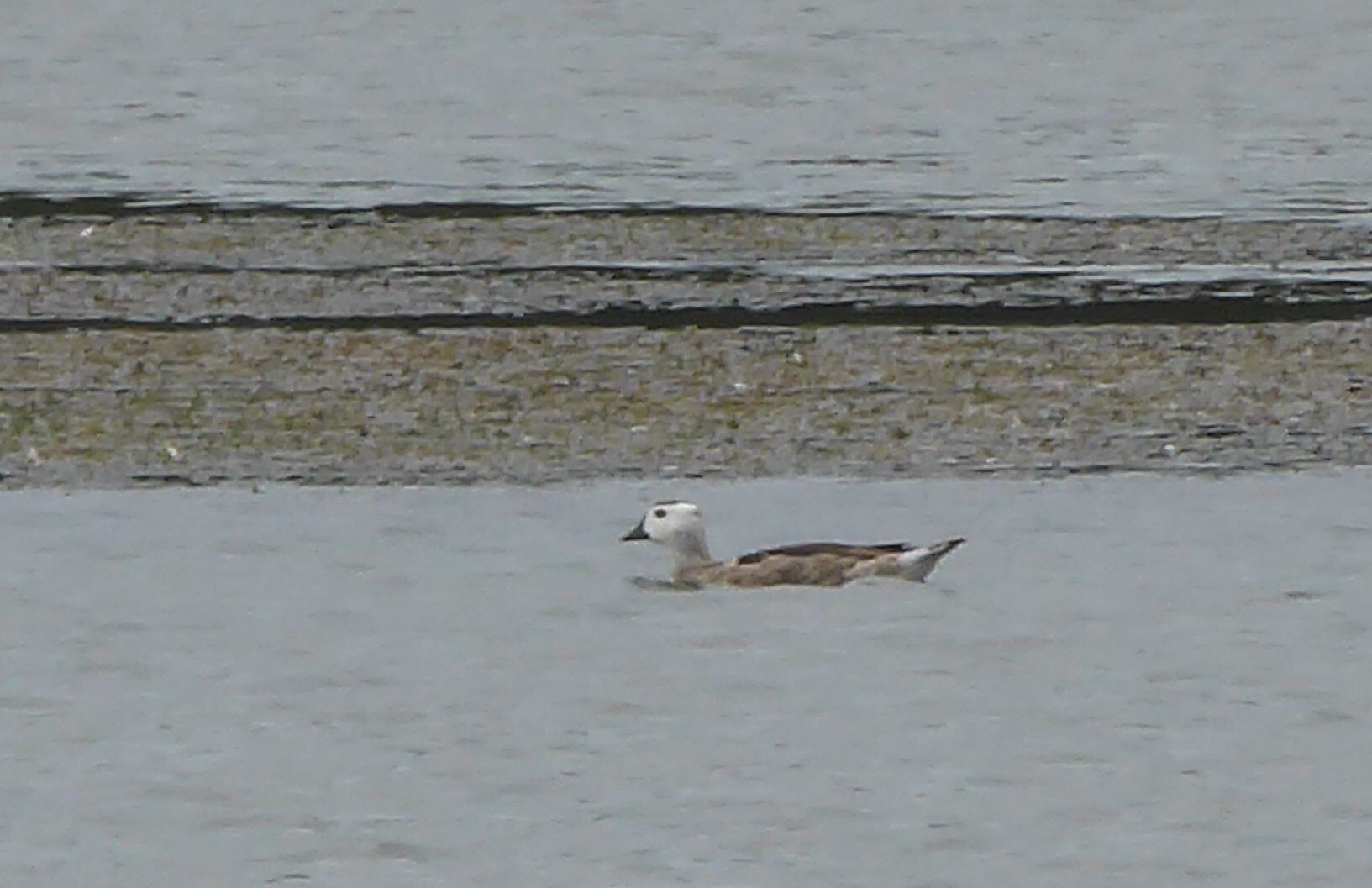 Cotton Pygmy Goose (Nettapus coromandelianus), photo 5