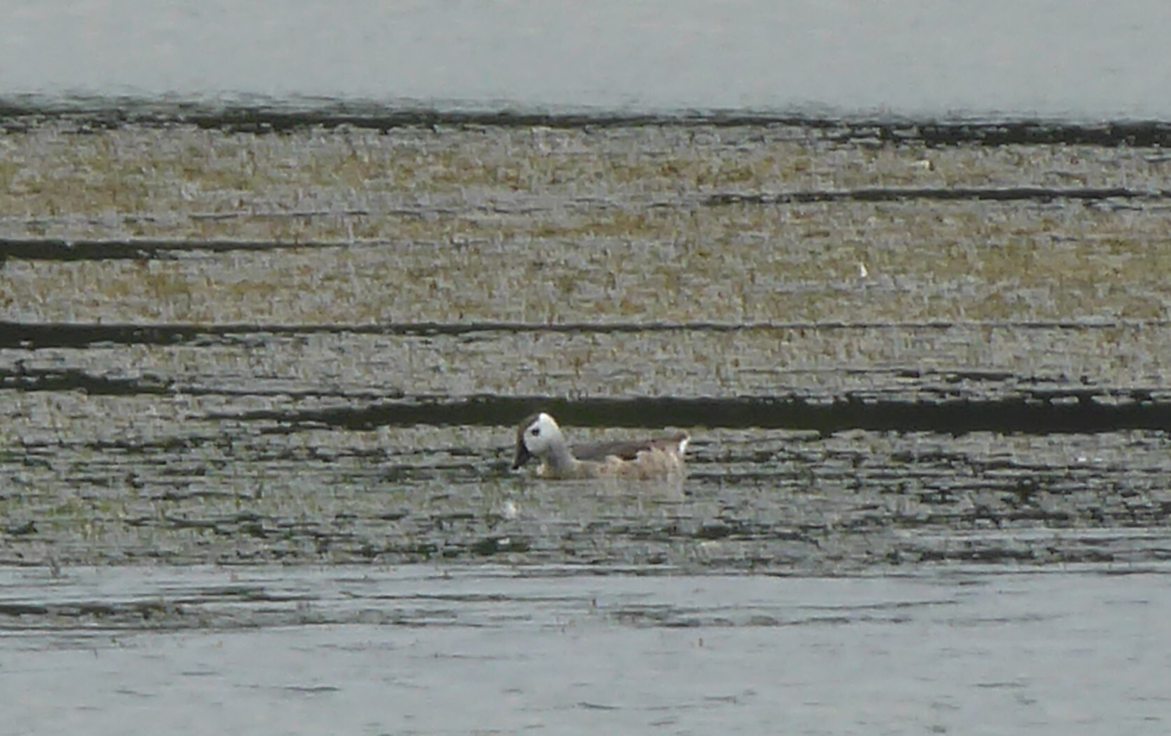 Cotton Pygmy Goose (Nettapus coromandelianus), photo 6