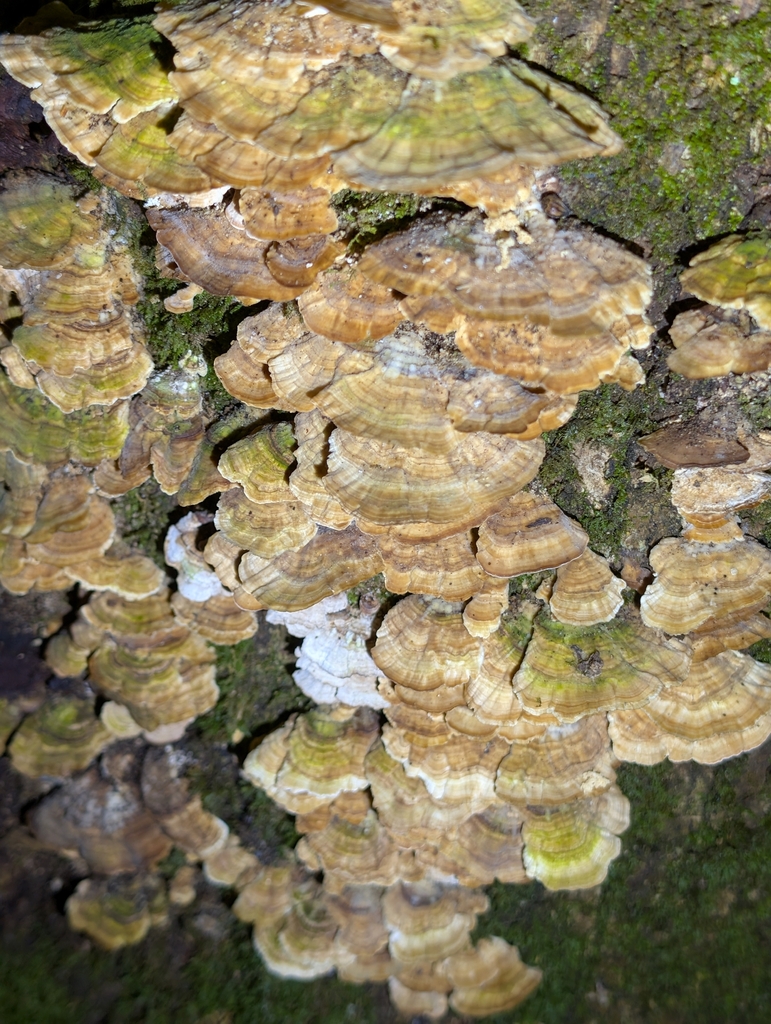 Trichaptum biforme · February 2026 · photo: © supertiger (iNaturalist, cc-by)