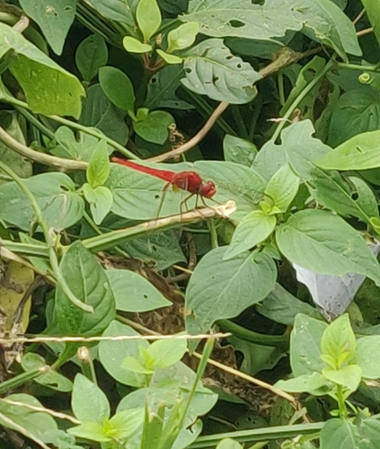 Scarlet Skimmer