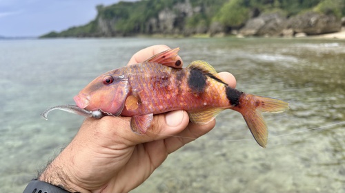 Manybar Goatfish, photo 6 of 9